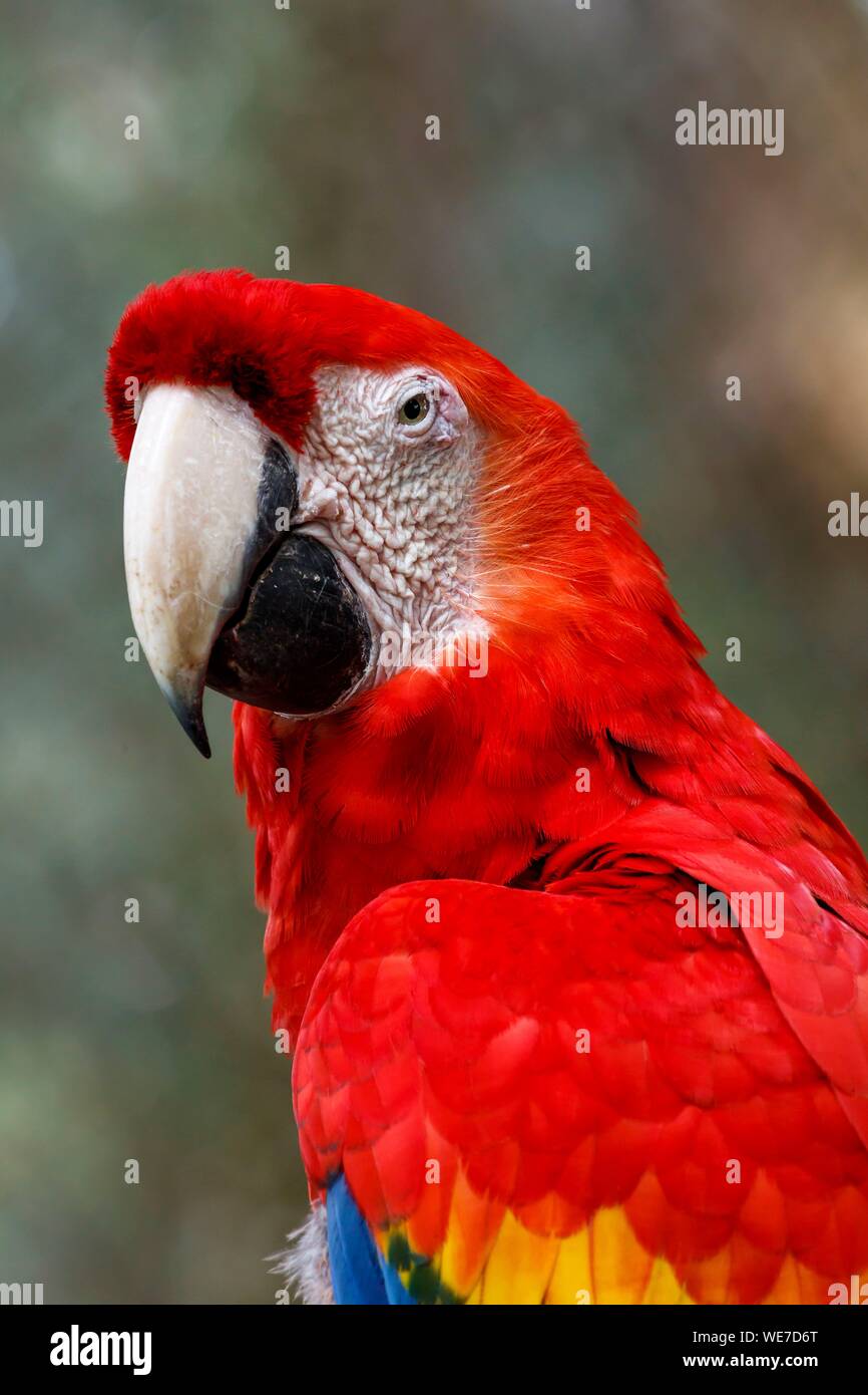 Messico, Chiapas, Las Guacamayas, scarlet macaw nella Selva Lacandona Foto Stock
