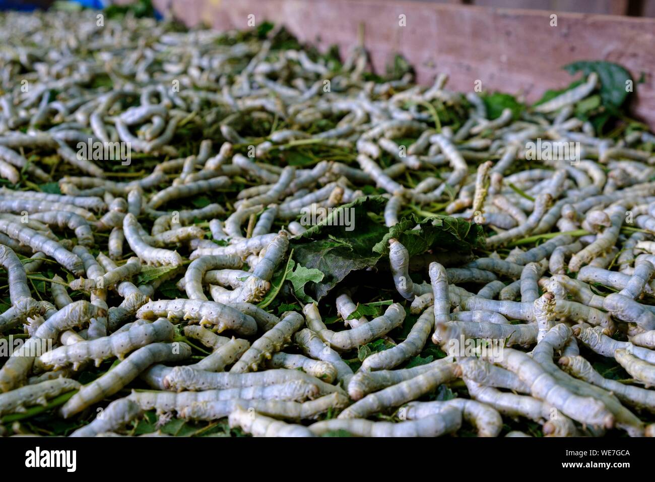 Cambogia, artigianato, seta lavoro, allevamento di bachi da seta Foto Stock