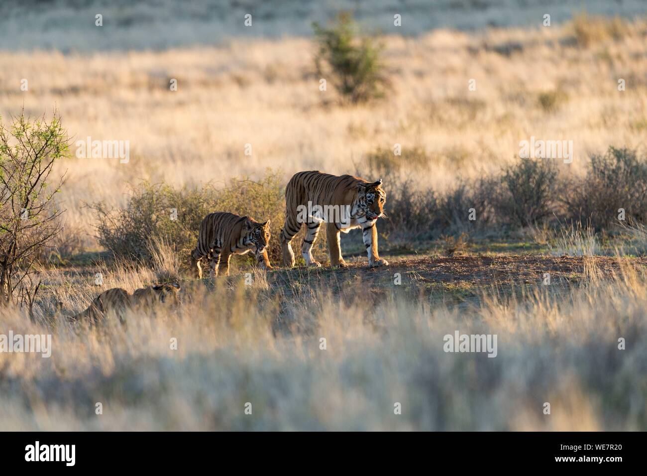 Sud Africa, riserva privata, asiatico (Bengala) Tiger (Panthera tigris tigris), madre a piedi con i bambini Foto Stock