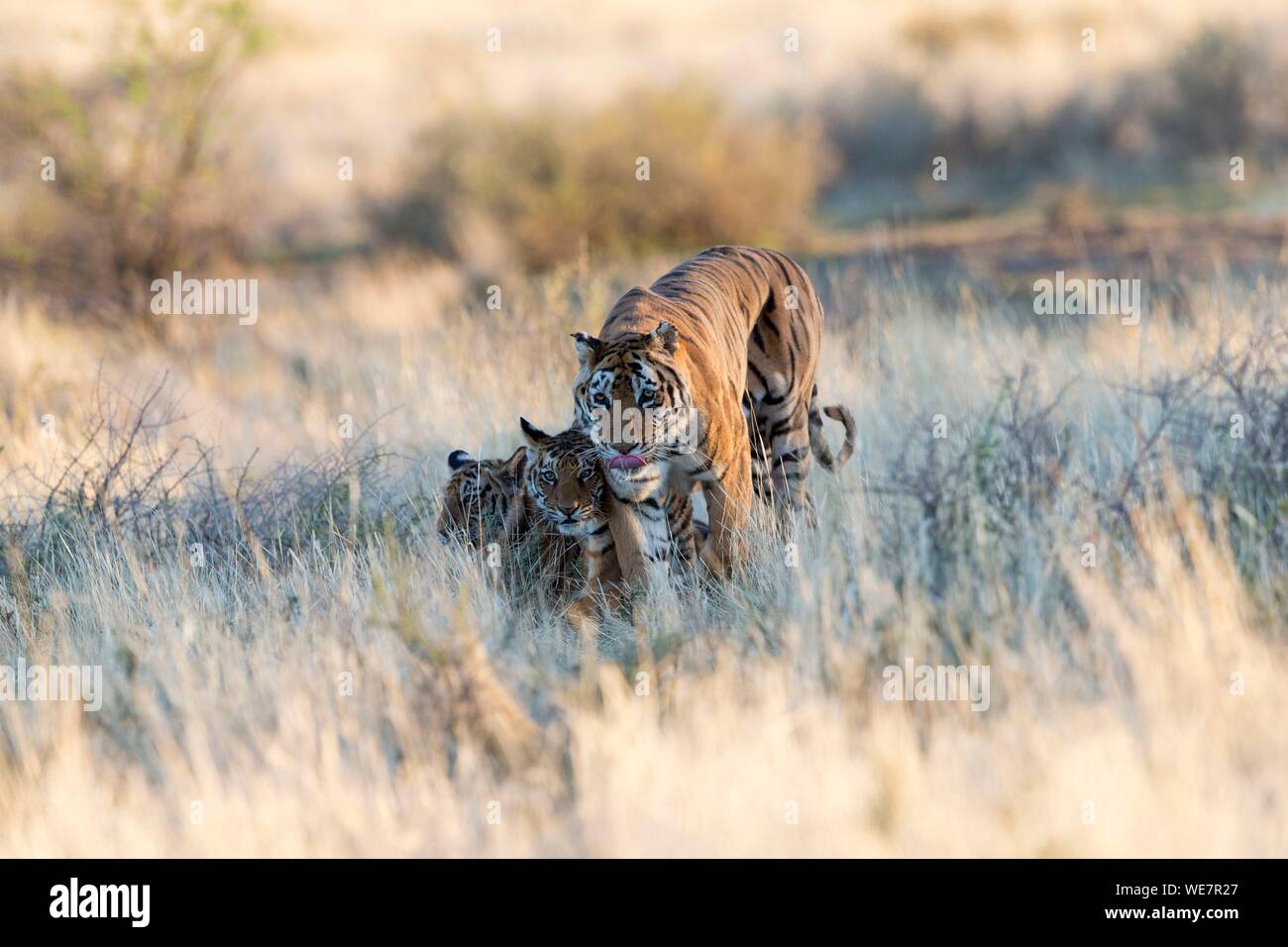 Sud Africa, riserva privata, asiatico (Bengala) Tiger (Panthera tigris tigris), madre a piedi con i bambini Foto Stock