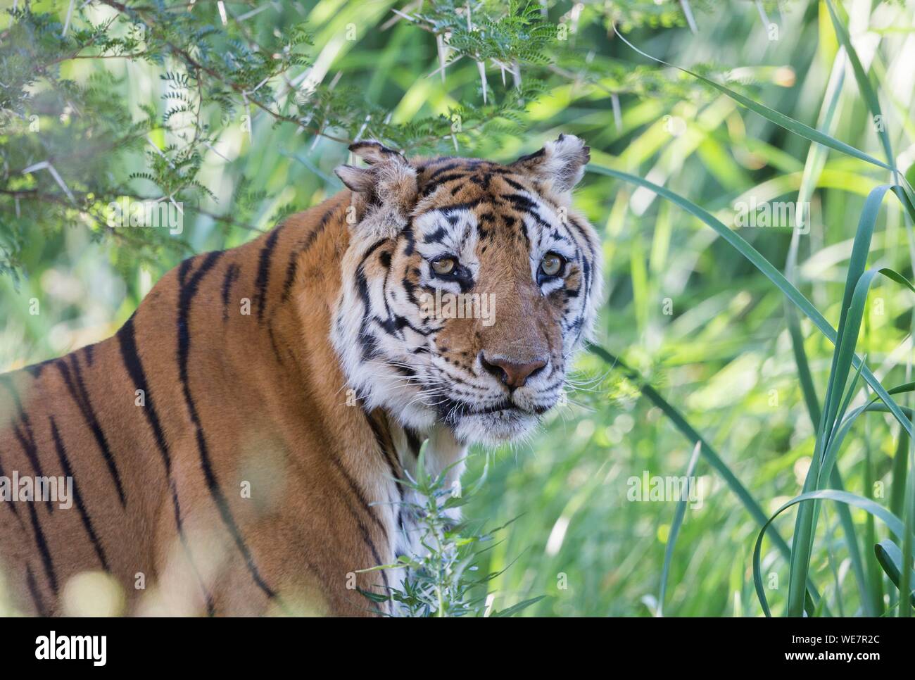 Sud Africa, riserva privata, asiatico (Bengala) Tiger (Panthera tigris tigris), femmina adulto Foto Stock
