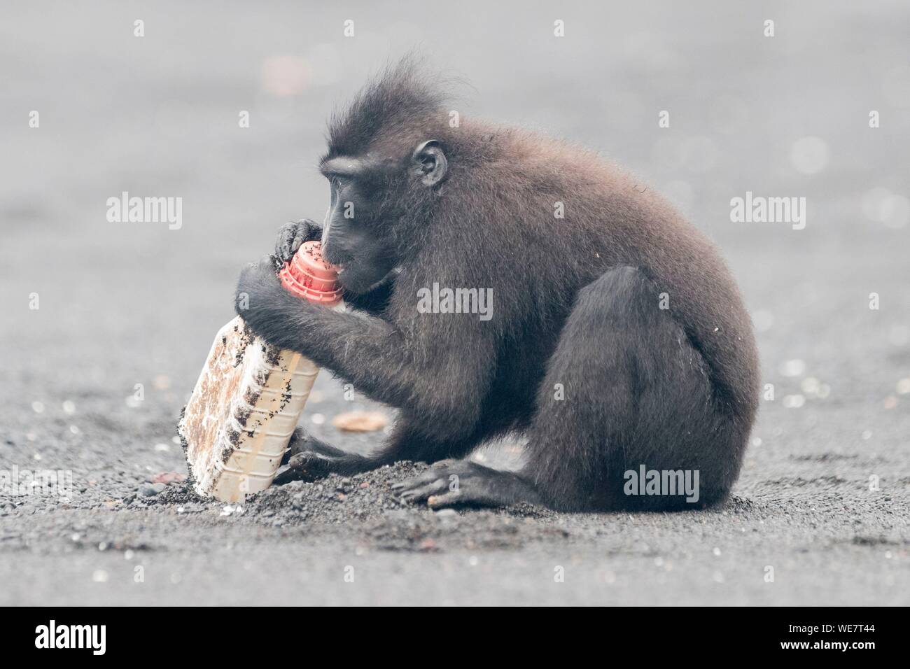 Indonesia, Celebes, Sulawesi, Tangkoko National Park, Celebes crestata o macaco crestato macaco nero, Sulawesi crested macaco o il black ape (Macaca nigra), sulla spiaggia di sabbia nera con una bottiglia di soda Foto Stock