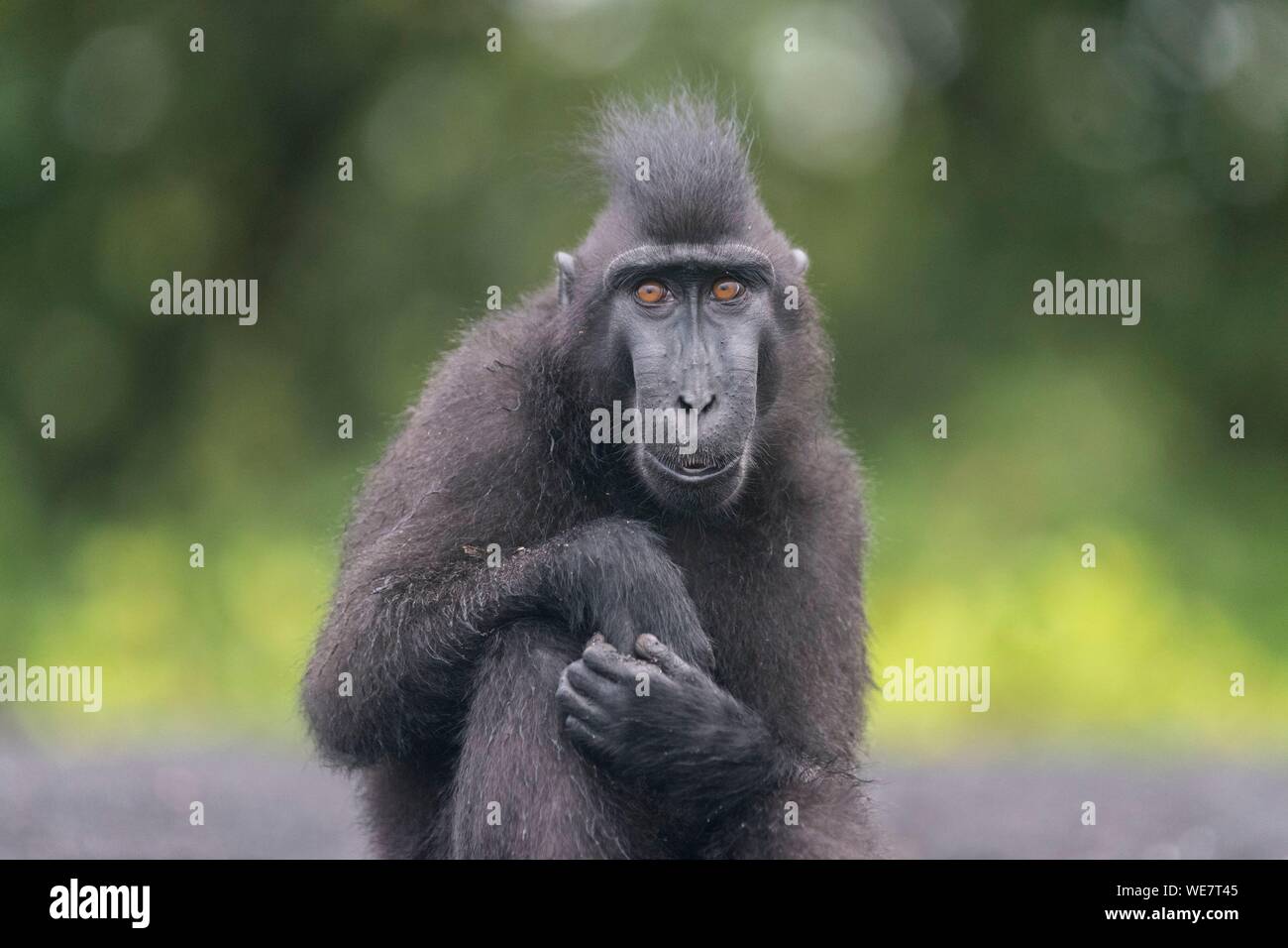 Indonesia, Celebes, Sulawesi, Tangkoko National Park, Celebes crestata o macaco crestato macaco nero, Sulawesi crested macaco o il black ape (Macaca nigra) Foto Stock
