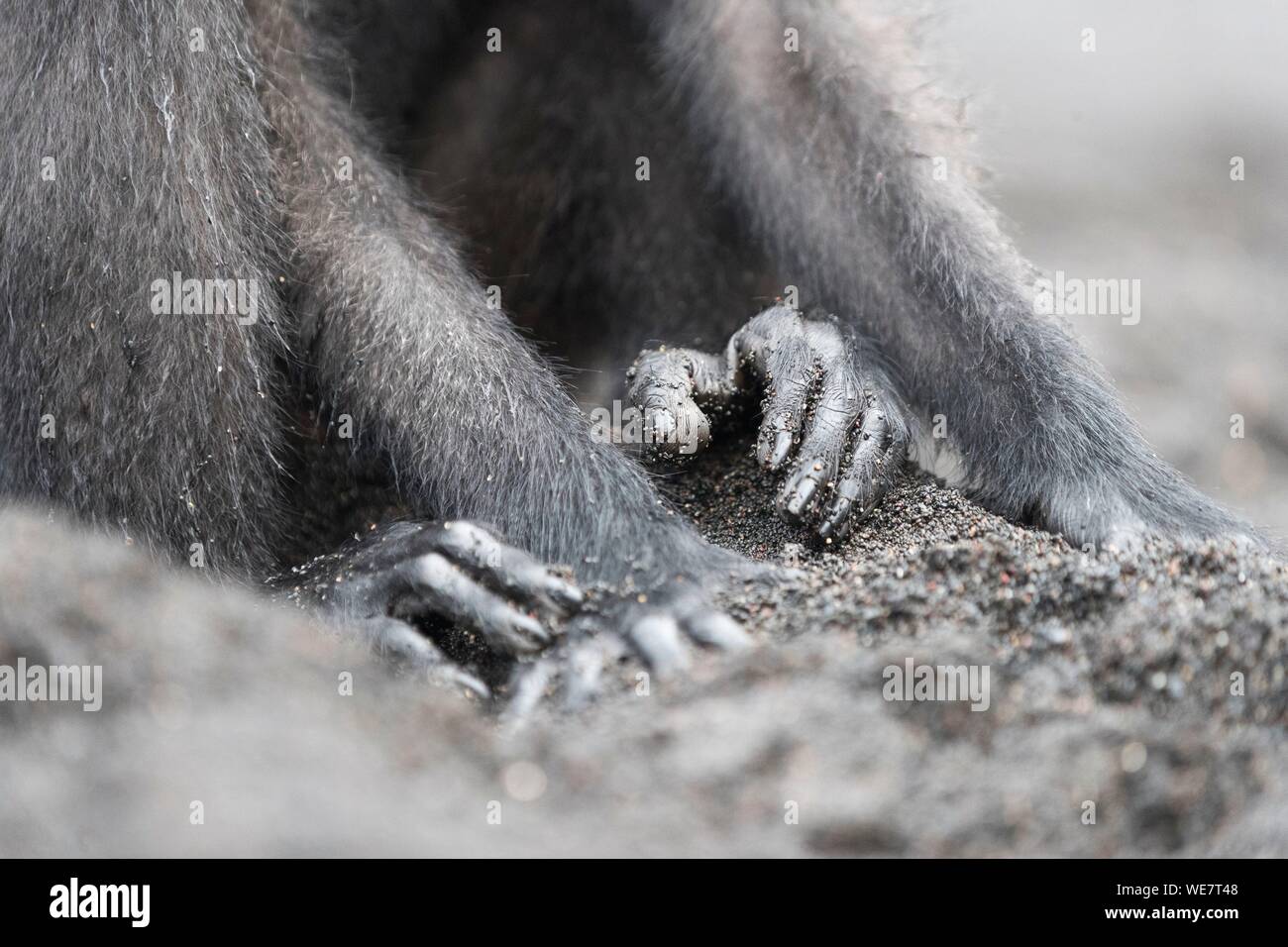 Indonesia, Celebes, Sulawesi, Tangkoko National Park, Celebes crestata o macaco crestato macaco nero, Sulawesi crested macaco o il black ape (Macaca nigra) Foto Stock