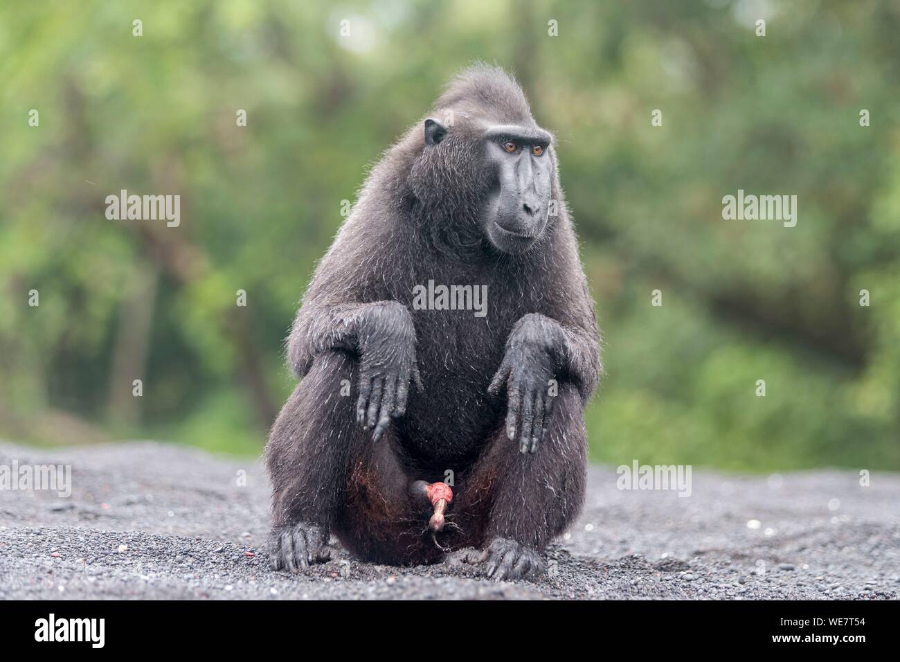 Indonesia, Celebes, Sulawesi, Tangkoko National Park, Celebes crestata o macaco crestato macaco nero, Sulawesi crested macaco o il black ape (Macaca nigra) Foto Stock