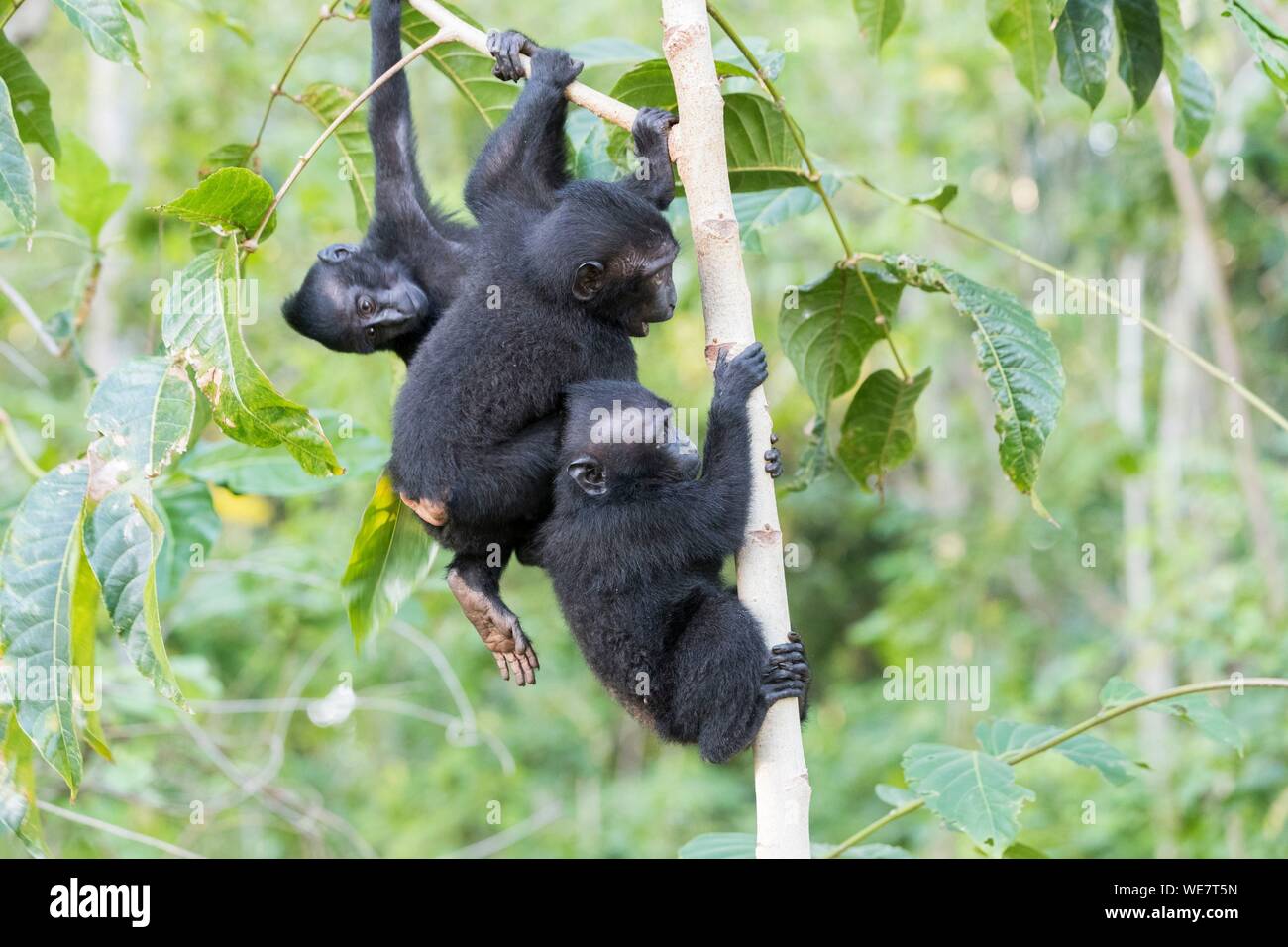 Indonesia, Celebes, Sulawesi, Tangkoko National Park, Celebes crestata o macaco crestato macaco nero, Sulawesi crested macaco o il black ape (Macaca nigra), Giovani Foto Stock
