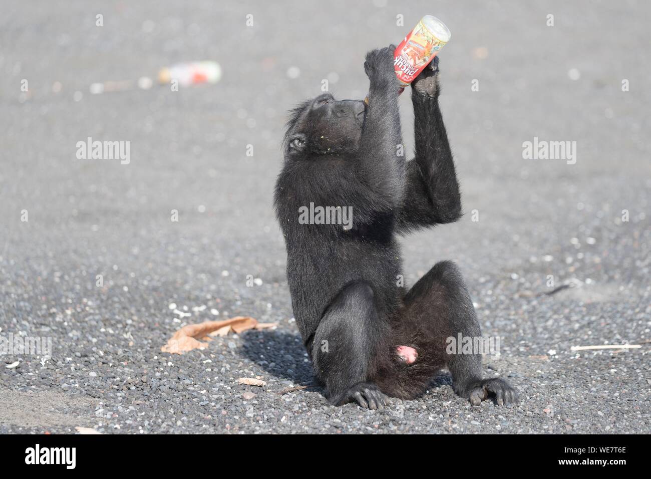 Indonesia, Celebes, Sulawesi, Tangkoko National Park, Celebes crestata o macaco crestato macaco nero, Sulawesi crested macaco o il black ape (Macaca nigra), sulla spiaggia di sabbia nera con una bottiglia di soda Foto Stock