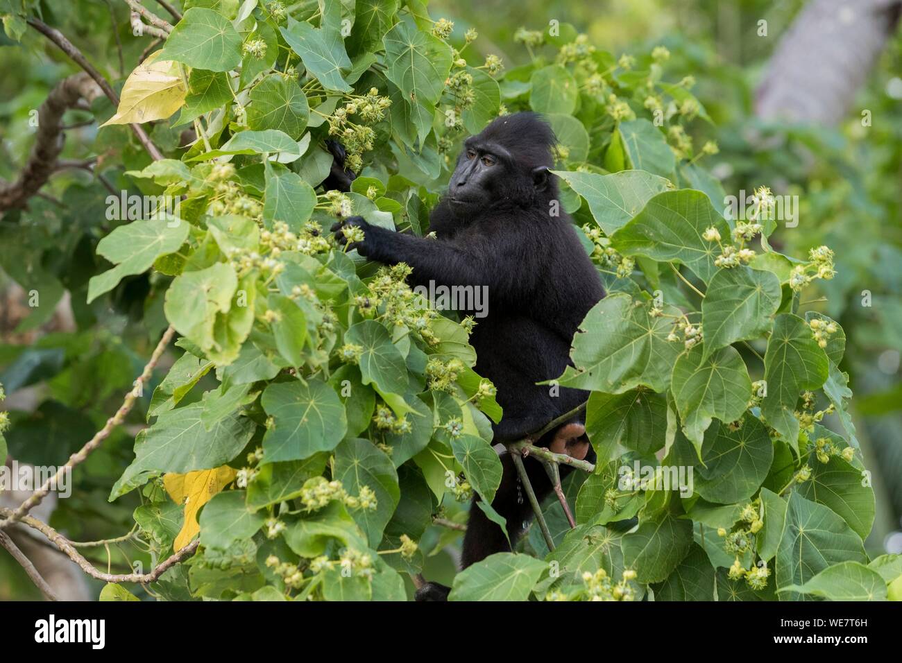 Indonesia, Celebes, Sulawesi, Tangkoko National Park, Celebes crestata o macaco crestato macaco nero, Sulawesi crested macaco o il black ape (Macaca nigra), Giovani Foto Stock
