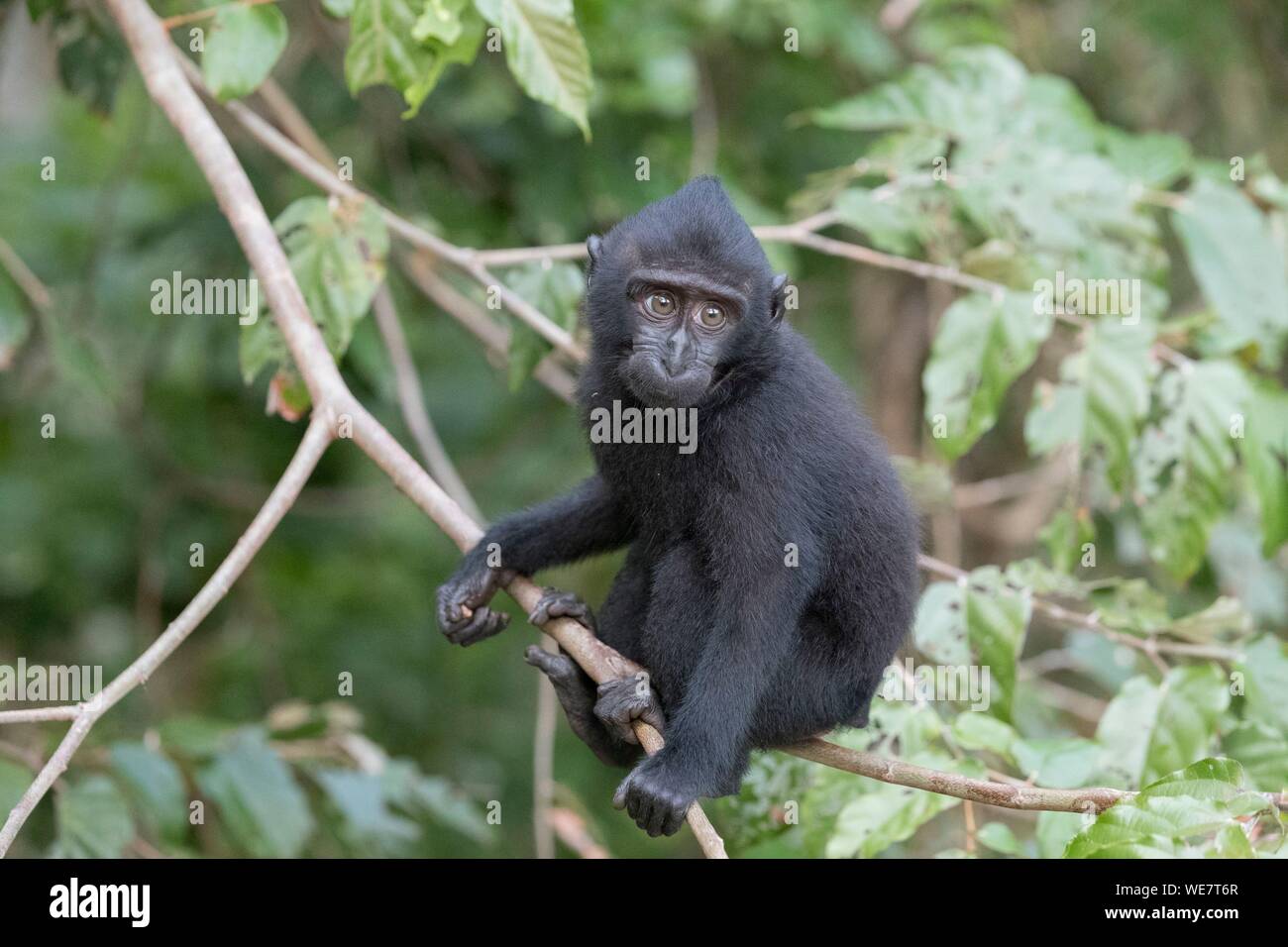 Indonesia, Celebes, Sulawesi, Tangkoko National Park, Celebes crestata o macaco crestato macaco nero, Sulawesi crested macaco o il black ape (Macaca nigra), Giovani Foto Stock