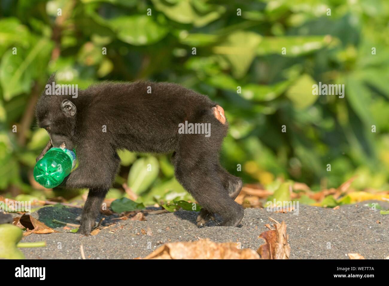Indonesia, Celebes, Sulawesi, Tangkoko National Park, Celebes crestata o macaco crestato macaco nero, Sulawesi crested macaco o il black ape (Macaca nigra), Giovani Foto Stock