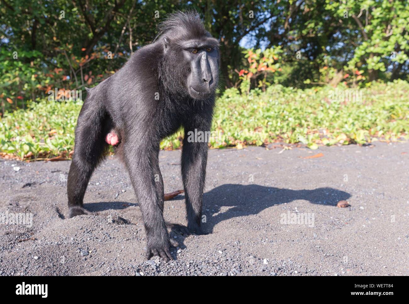 Indonesia, Celebes, Sulawesi, Tangkoko National Park, Celebes crestata o macaco crestato macaco nero, Sulawesi crested macaco o il black ape (Macaca nigra), maschio adulto Foto Stock