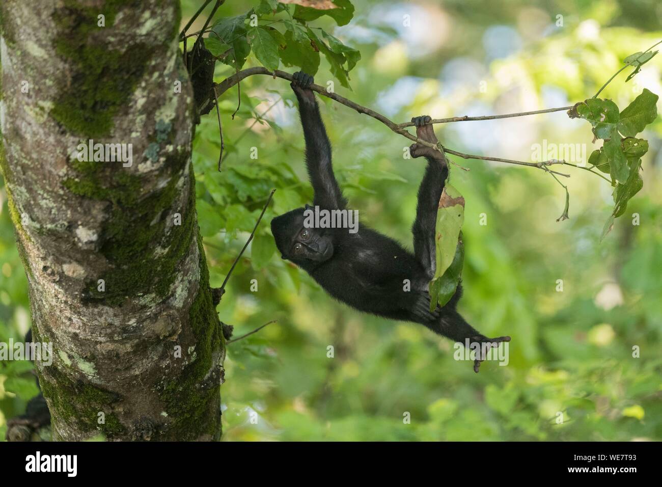 Indonesia, Celebes, Sulawesi, Tangkoko National Park, Celebes crestata o macaco crestato macaco nero, Sulawesi crested macaco o il black ape (Macaca nigra), Giovani Foto Stock