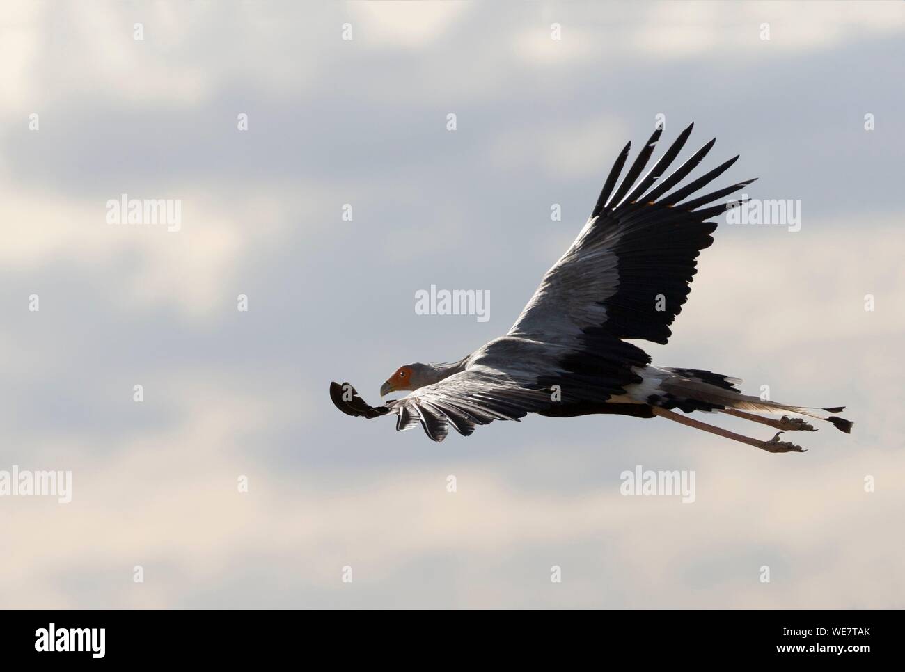 Sud Africa, riserva privata, Secretarybird o segretario bird (Sagittarius serpentarius), in volo Foto Stock