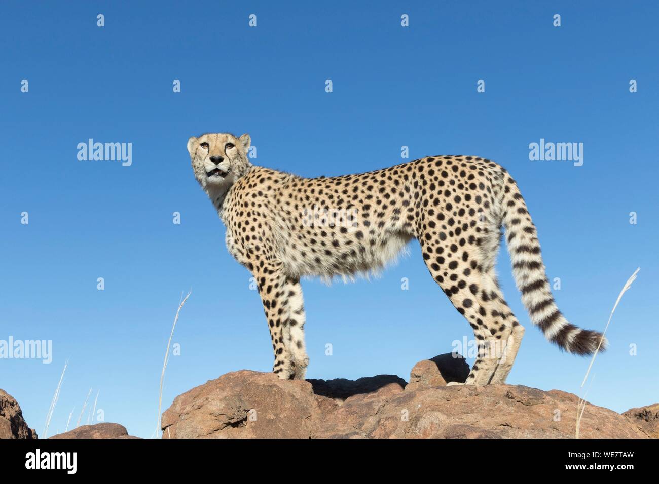 Sud Africa, riserva privata, ghepardo (Acinonyx jubatus), passeggiate Foto Stock