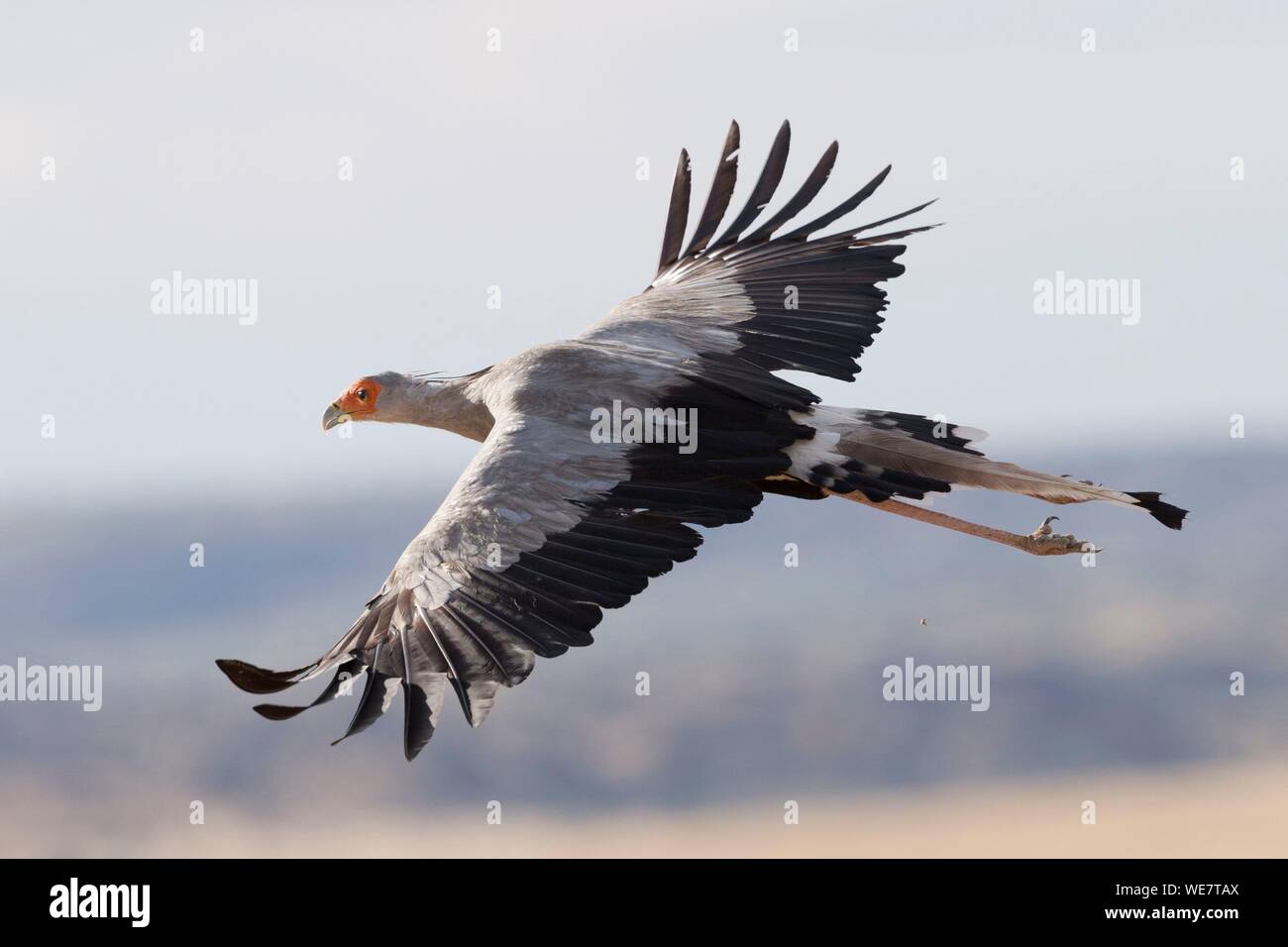 Sud Africa, riserva privata, Secretarybird o segretario bird (Sagittarius serpentarius), in volo Foto Stock