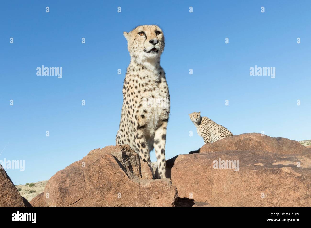 Sud Africa, riserva privata, ghepardo (Acinonyx jubatus), passeggiate Foto Stock