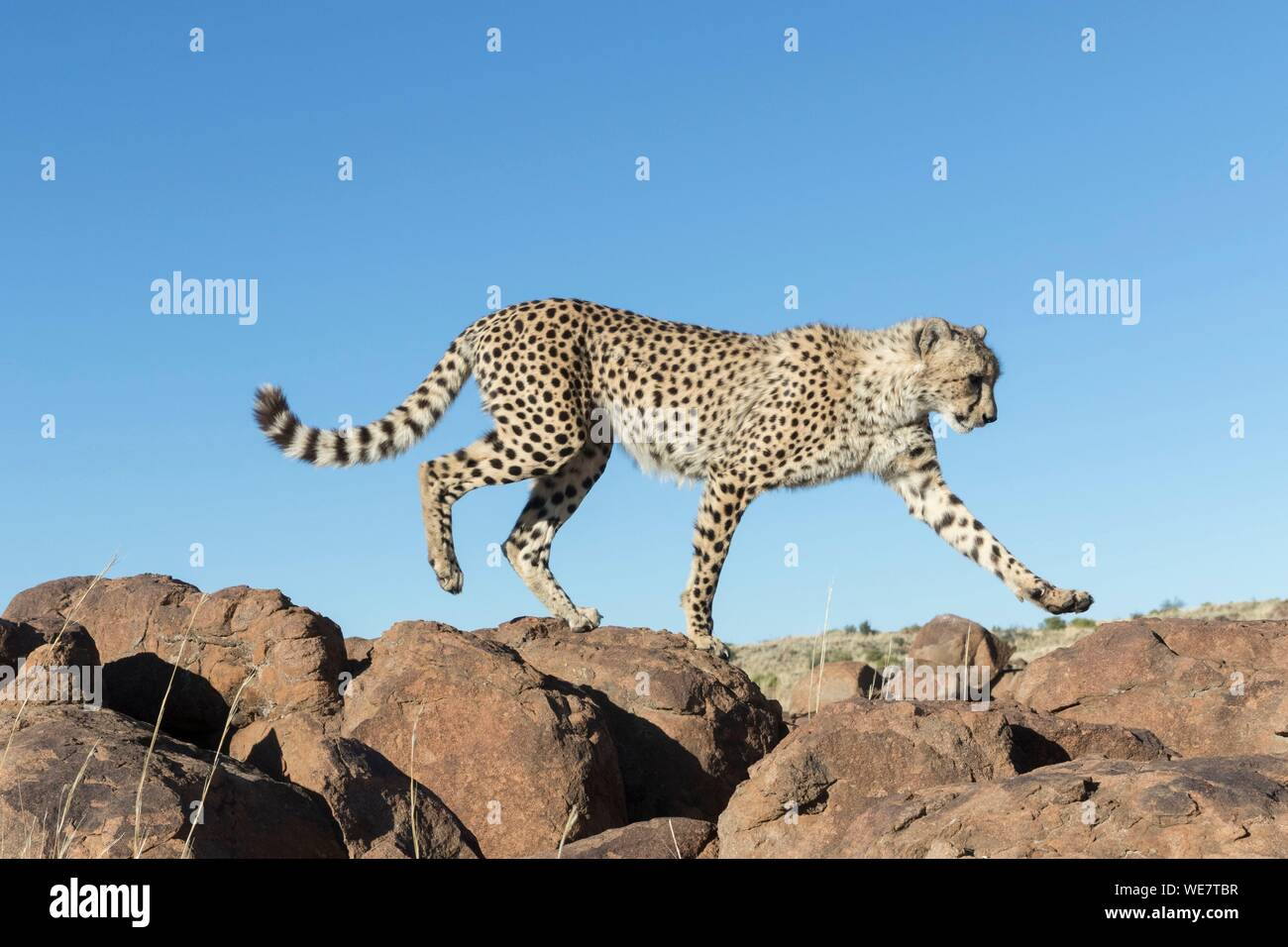 Sud Africa, riserva privata, ghepardo (Acinonyx jubatus), passeggiate Foto Stock