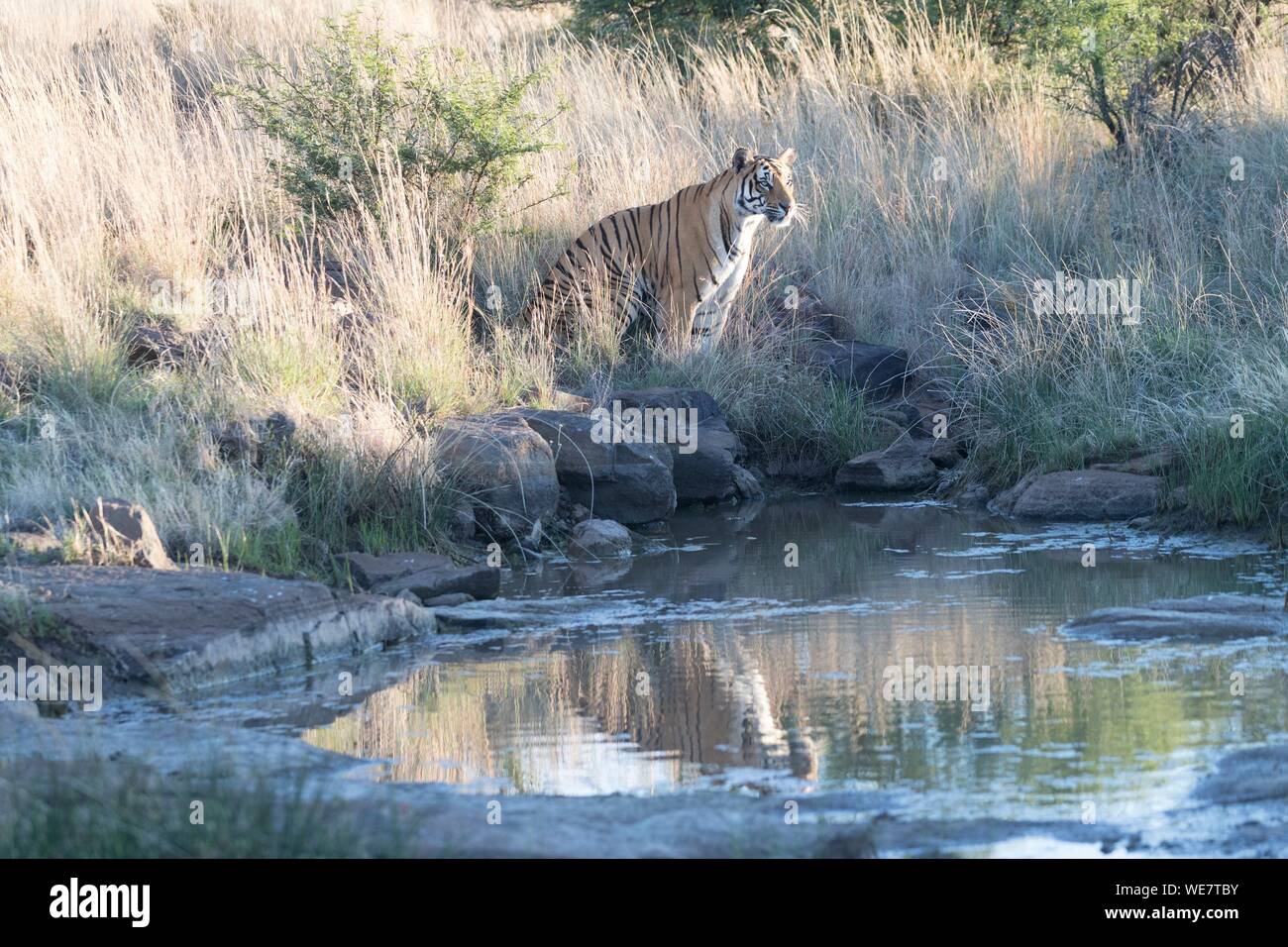 Sud Africa, riserva privata, asiatico (Bengala) Tiger (Panthera tigris tigris) Foto Stock