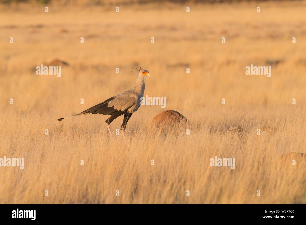Sud Africa, riserva privata, Secretarybird o segretario bird (Sagittarius serpentarius), a piedi nella savana Foto Stock