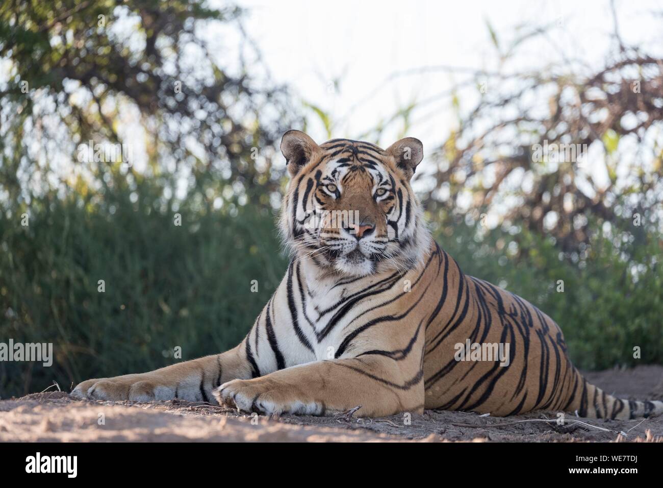 Sud Africa, riserva privata, asiatico (Bengala) Tiger (Panthera tigris tigris), riposo Foto Stock