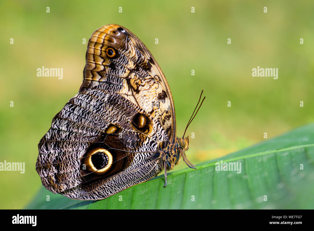 Gigante farfalla civetta - Caligo memnon, bella grande farfalla dall America Centrale foreste, Messico. Foto Stock