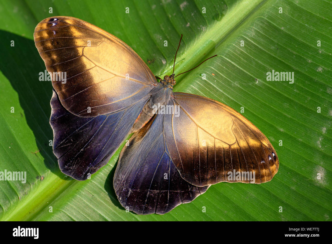 Gigante farfalla civetta - Caligo memnon, bella grande farfalla dall America Centrale foreste, Messico. Foto Stock