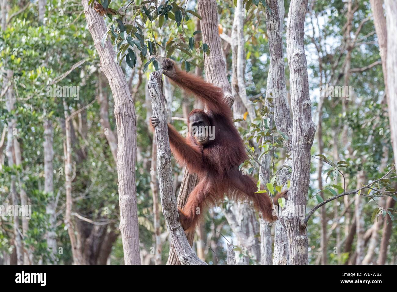 Indonesia, Borneo, Tanjung messa National Park, Bornean orangutan (Pongo pygmaeus pygmaeus), maschio adulto da solo Foto Stock
