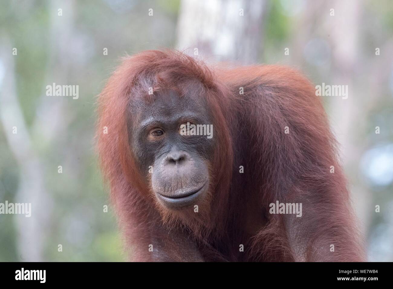 Indonesia, Borneo, Tanjung messa National Park, Bornean orangutan (Pongo pygmaeus pygmaeus), femmina adulta da soli Foto Stock