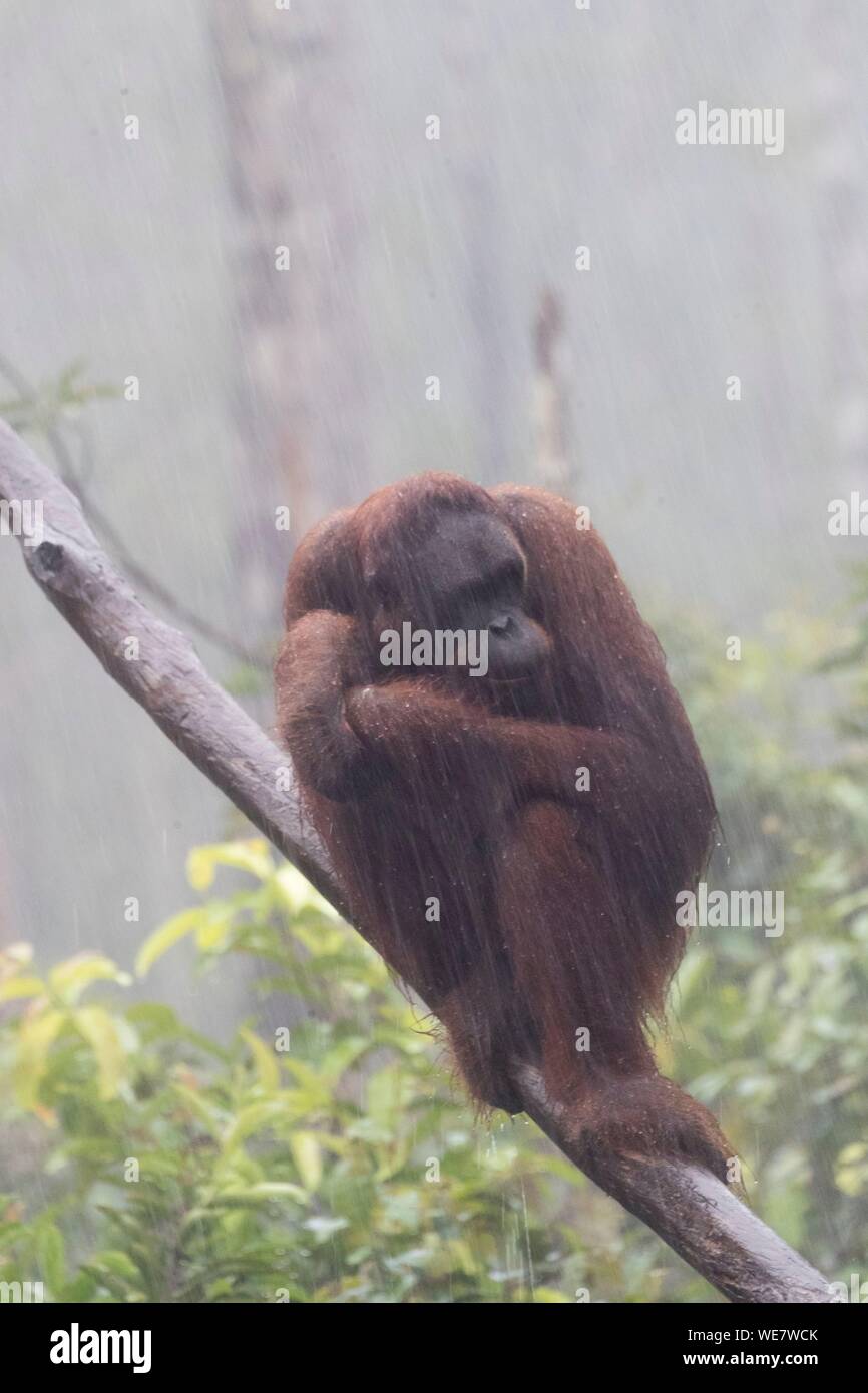 Indonesia, Borneo, Tanjung messa National Park, Bornean orangutan (Pongo pygmaeus pygmaeus), sotto la pioggia tropicale Foto Stock