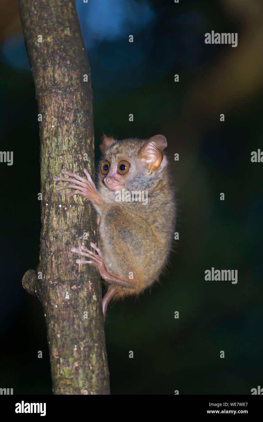 Indonesia, Celebes, Sulawesi, Tangkoko National Park, tarsier spettrale (Tarsius spectrum, chiamato anche Tarsius tarsier) Foto Stock