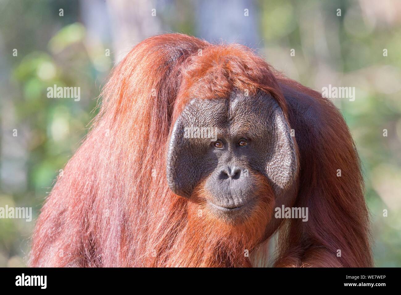 Indonesia, Borneo, Tanjung messa National Park, Bornean orangutan (Pongo pygmaeus pygmaeus), maschio adulto Foto Stock