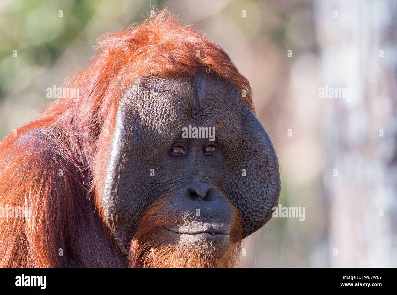 Indonesia, Borneo, Tanjung messa National Park, Bornean orangutan (Pongo pygmaeus pygmaeus), maschio adulto Foto Stock