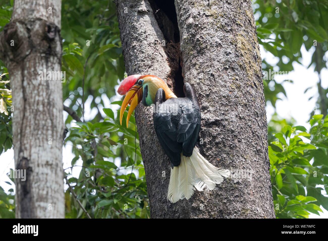 Indonesia, Celebes, Sulawesi, Tangkoko National Park, il pomello rosso hornbill (Rhyticeros cassidix), vicino il nido Foto Stock