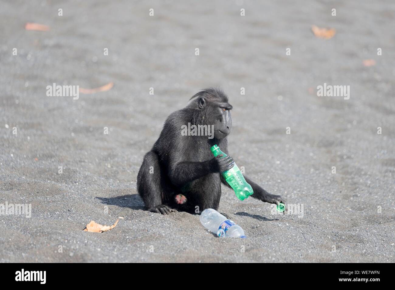 Indonesia, Celebes, Sulawesi, Tangkoko National Park, Celebes crestata o macaco crestato macaco nero, Sulawesi crested macaco o il black ape (Macaca nigra), sulla spiaggia di sabbia nera con una bottiglia di soda Foto Stock