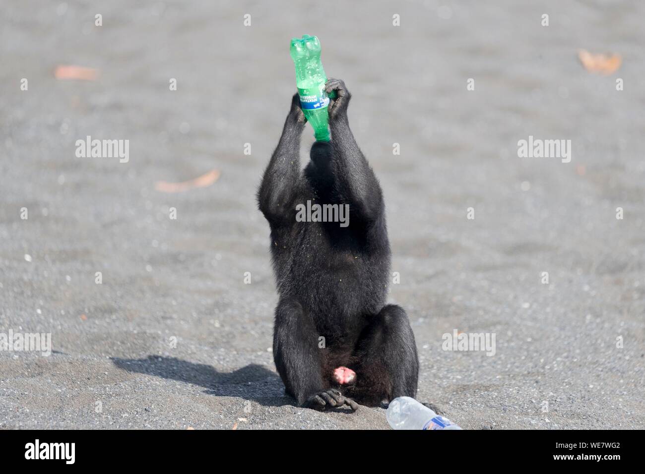 Indonesia, Celebes, Sulawesi, Tangkoko National Park, Celebes crestata o macaco crestato macaco nero, Sulawesi crested macaco o il black ape (Macaca nigra), sulla spiaggia di sabbia nera con una bottiglia di soda Foto Stock