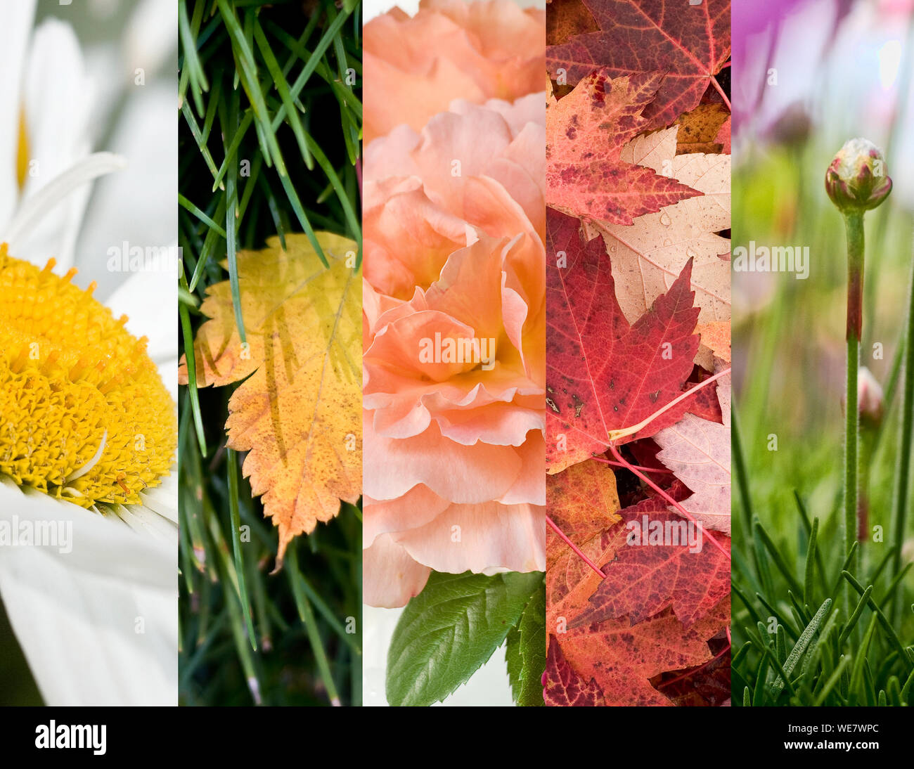 Collage di foglie di autunno e fiori con Bud Foto stock - Alamy