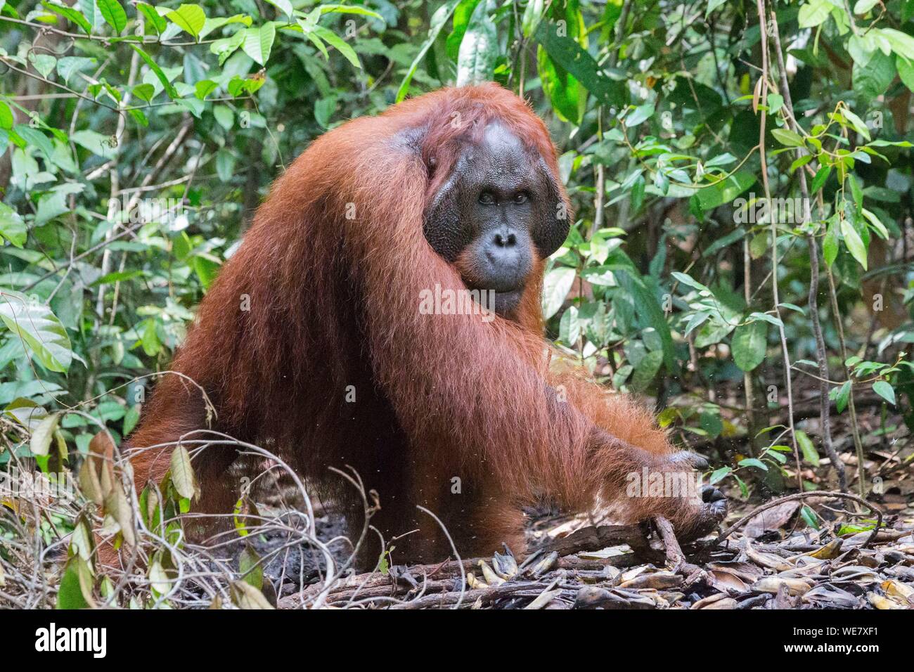 Indonesia, Borneo, Tanjung messa National Park, Bornean orangutan (Pongo pygmaeus pygmaeus), maschio adulto presso la piattaforma di alimentazione Foto Stock