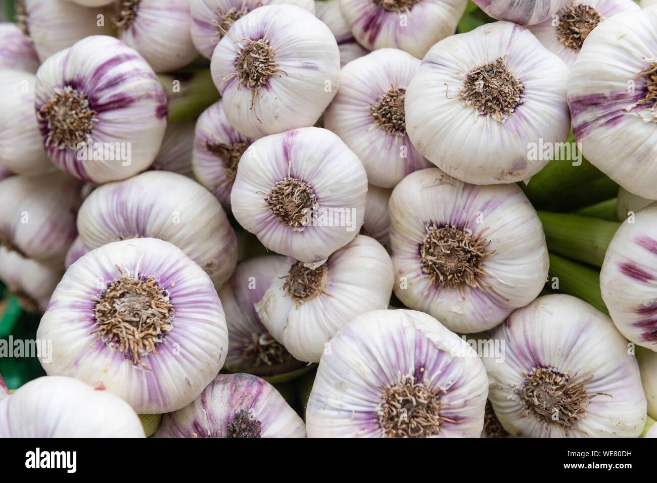 Francia, Vaucluse, Luberon, Apt, aglio al mercato Foto Stock