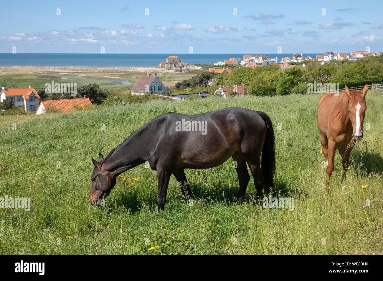 Francia, Pas de Calais, Ambleteuse, cavalli in un prato Foto Stock