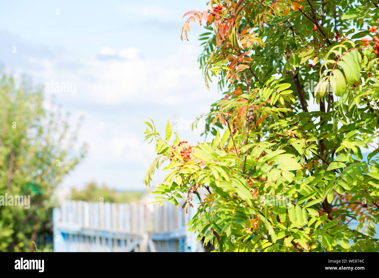 In autunno, Rowan con bacche rosse e giallo verde foglie sul fondo cielo Foto Stock
