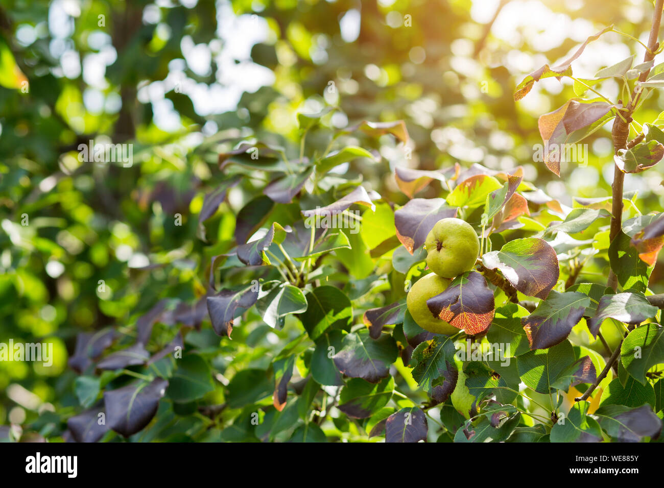 Primo piano della pera frutti sui rami di alberi in giardino. Foto Stock