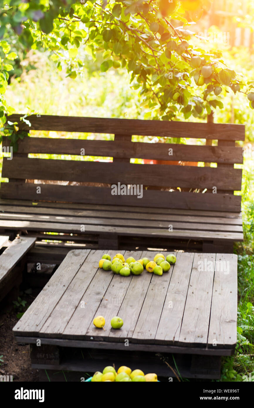 Pera giardino. Mature piccoli frutti giacciono sul tavolo Foto Stock