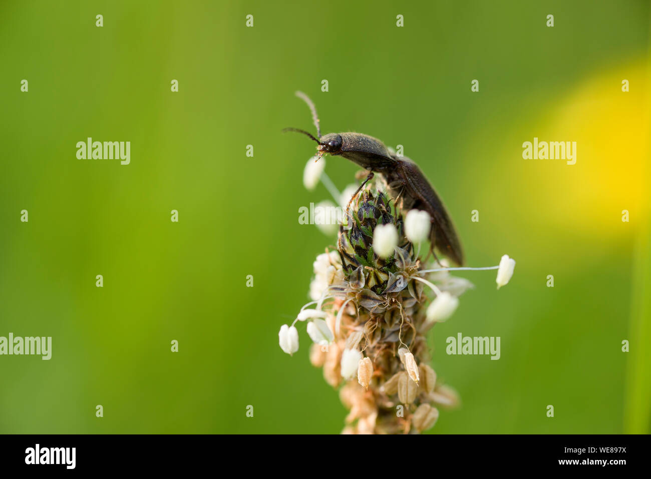 Un Agriotes obscurus beetle su un impianto Ribwort in fiore al Draycott Sleights in Mendip Hills, Somerset, Inghilterra. Foto Stock