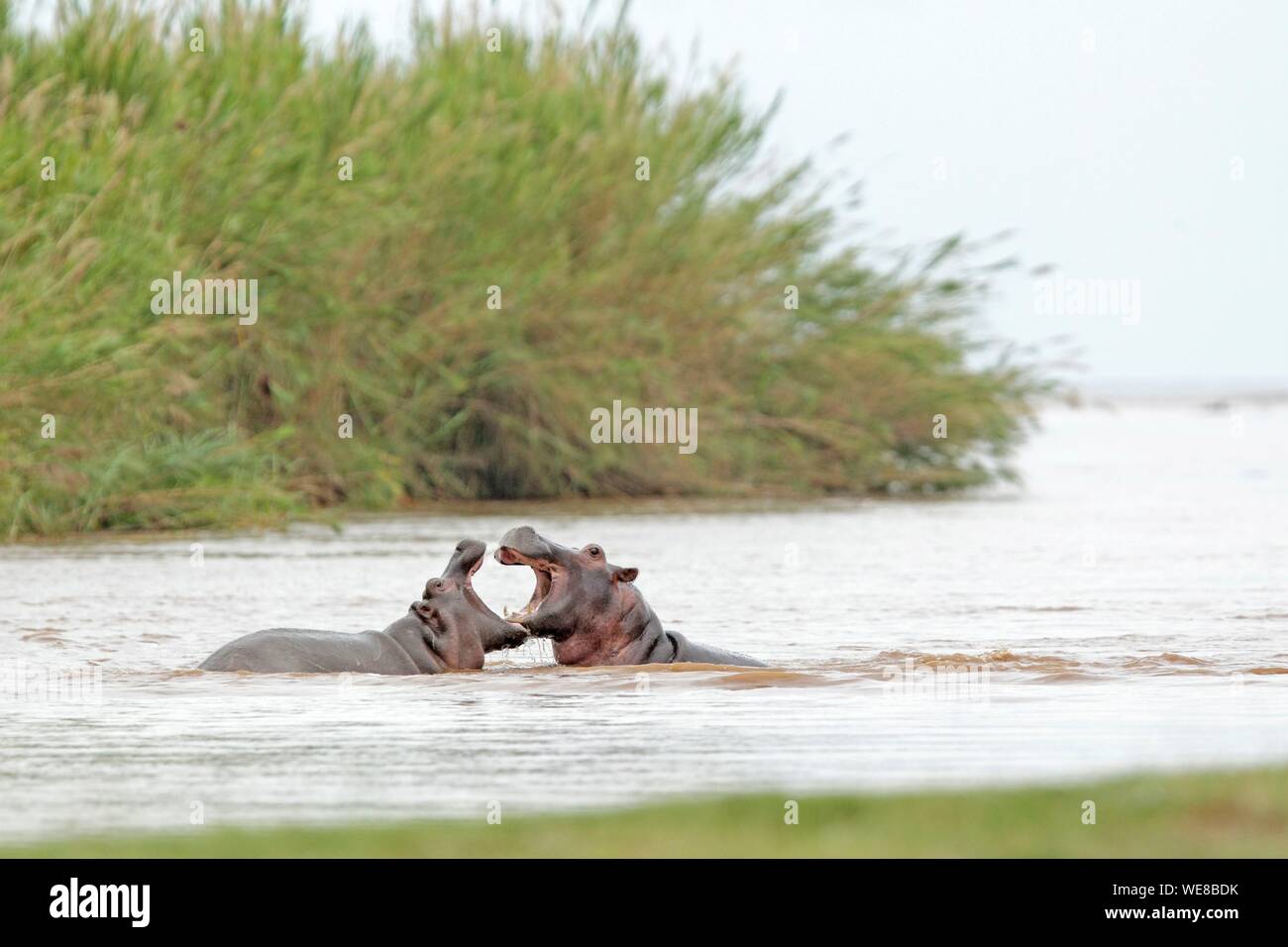 Burundi, Rusizi National Park, ippopotamo anfibio (Hippopotamus amphibius) Foto Stock