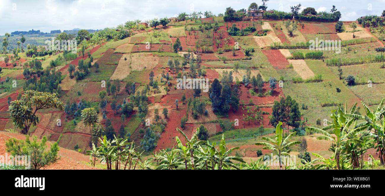 Burundi, Buyenzi, vassoi, paese con mille colline Foto Stock