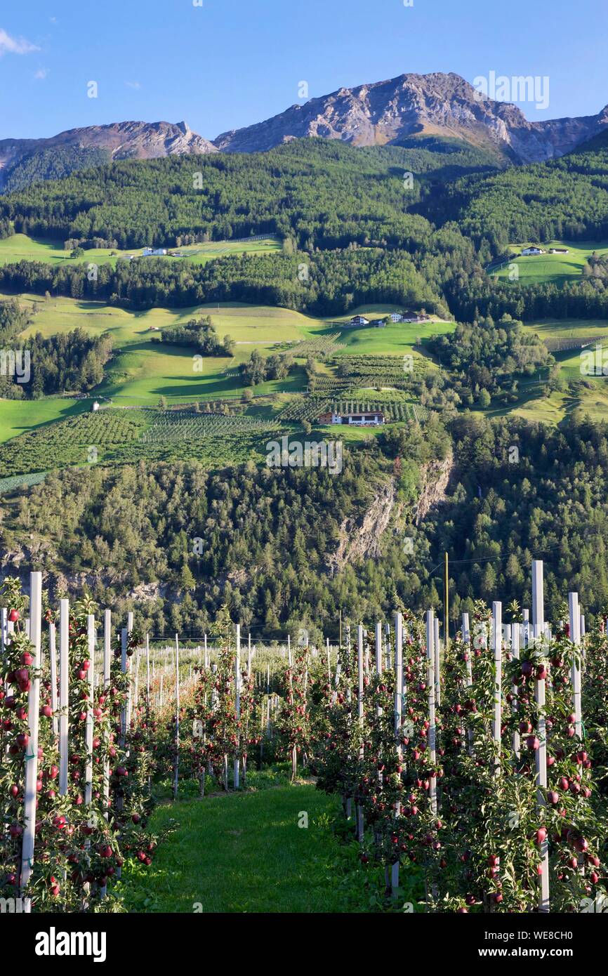 L'Italia, provincia autonoma di Bolzano, Val Venosta, alberi di mele ai piedi di una montagna verde Foto Stock