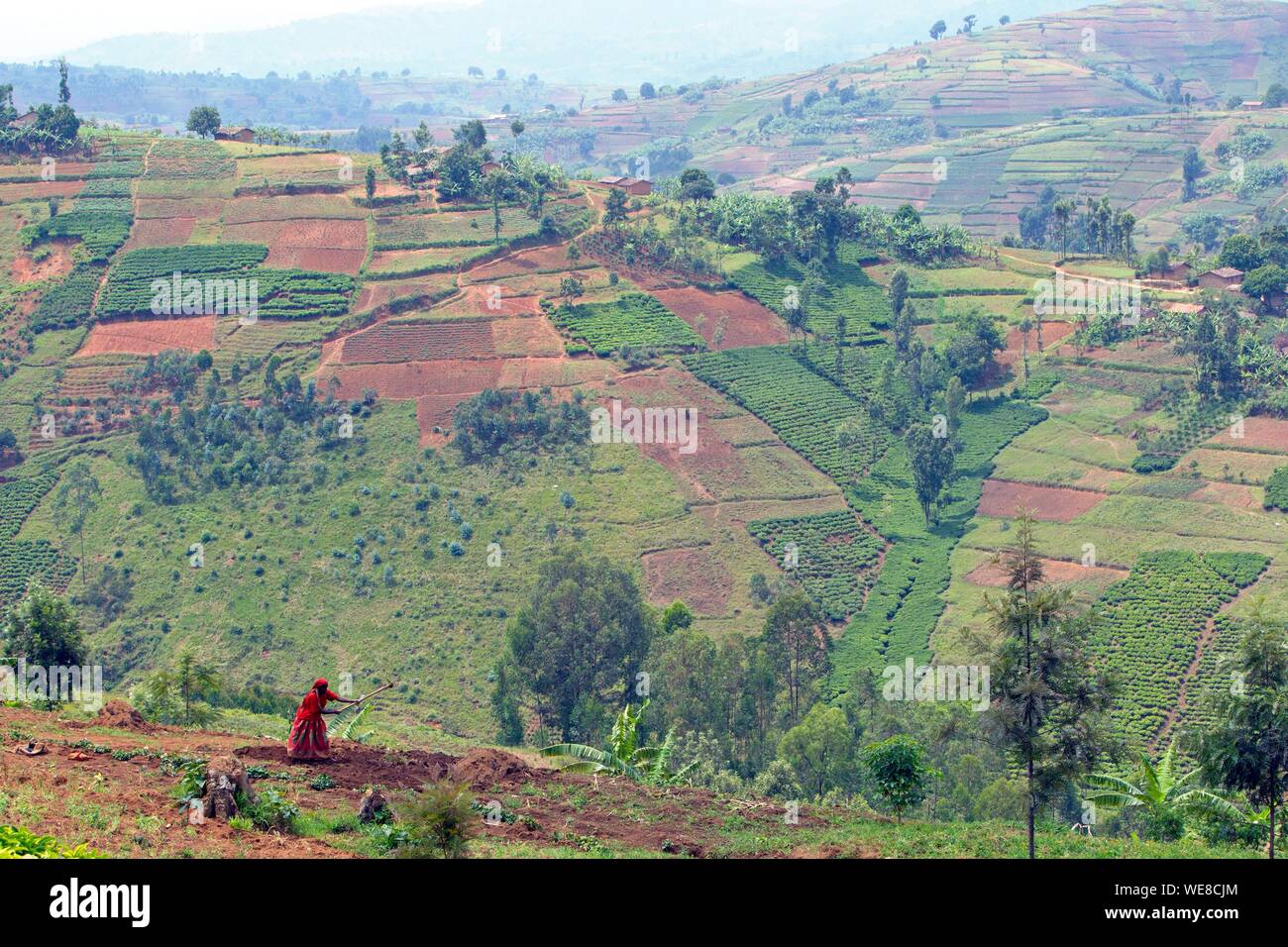 Burundi, Buyenzi, vassoi, paese con mille colline, agricoltura Foto Stock