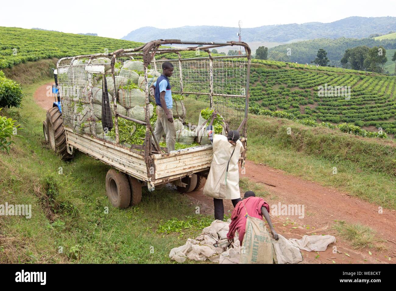 Burundi, Kibira National Park, Teza, Rwegura, raccolta di tè Foto Stock