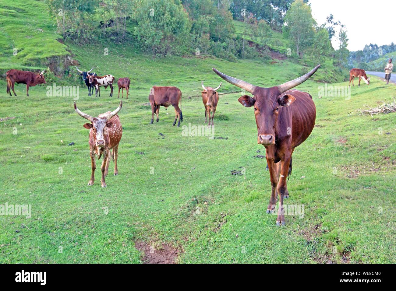 Burundi, Buyenzi, vassoi, paese con mille colline, agricoltura, mucca, allevamento Foto Stock