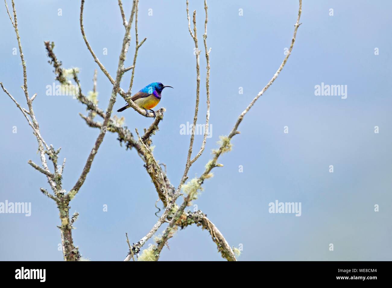 Burundi, Kibira National Park, variabile Sunbird (Cinnyris venustus) Foto Stock